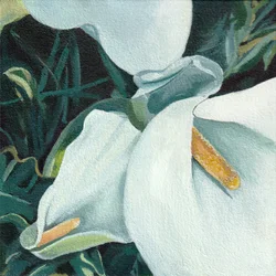 Elegante calla-liljer