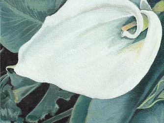 Elegant calla-lilje i full blomst