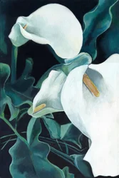 Elegante hvite calla-liljer