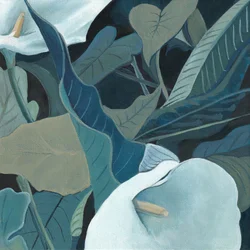 Fredfylte calla-liljer