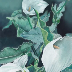 Hvite calla-liljer
