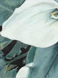 Hvit calla-lilje i blomst