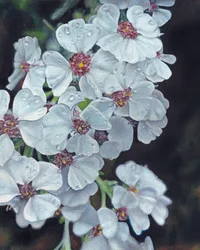 Hvite blomster og duggdråper