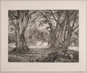 Det indre av en skog