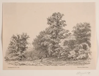 Utkanten av en skog