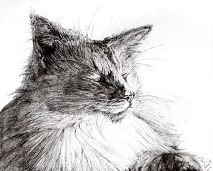 Monty cozy boy, 2015, (blekk på papir)