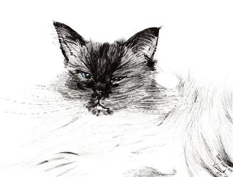 Sleepy eye, 2015, (blekk på papir)