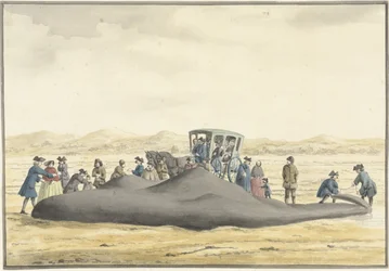 Spermhval skylt opp på stranden mellom Zandvoort og Wijk aan Zee, 20. februar 1762, sett fra baksiden
