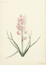 Hyacinth Coralien