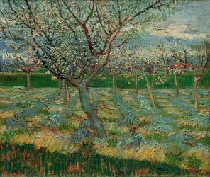Blomstrende frukthage med aprikostrær