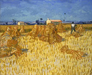 Innhøsting i Provence