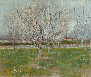 Frukthage i blomst (plommetrær)