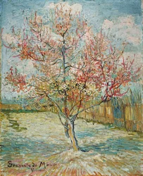 Rosa ferskentrær (Souvenir de Mauve)