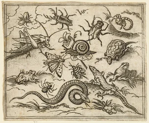 Gruppe av insekter og krypdyr på slett mark med steiner, inkludert en iguana, en øgle..., 1557.