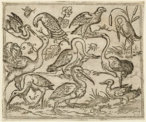 Struts på venstre side med ni andre fugler, inkludert en hegre og en pelikan..., 1557.