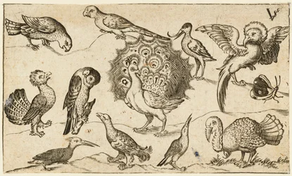 Påfugl i sentrum omgitt av ni andre fugler, blant annet en kalkun, og en sommerfugl..., 1572.
