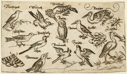 Tolv typer fugler, inkludert en ugle og pelikan, individuelt merket og plassert..., 1572.