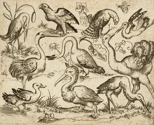 Struts på venstre side med ni andre fugler, inkludert en hegre og en pelikan, avbildet på minimal grunn med blader rundt noen av fuglene, fra Douce Ornament Prints Album I, etter 1557 (gravering og etsing på lagt papir)