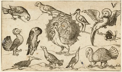 Påfugl i midten omgitt av ni andre fugler, blant dem en kalkun, og en sommerfugl på enkel grunn med en liten gressflekk, fra Douce Ornament Prints Album I