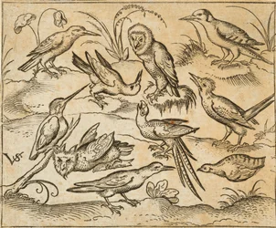 Ti fugler som sitter på grener og gresstuer, blant dem to ugler og i midten en fugl med lange halefjær som kvitrer med hodet bøyd bakover, fra Douce Ornament Prints Album I