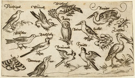 Tolv typer fugler, inkludert en ugle og pelikan, individuelt merket og plassert på en minimal bakke omgitt av en møll, sommerfugl og marihøne, fra Douce Ornament Prints Album I