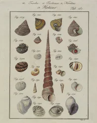 Sjøskjell: Trochi, Turbiner, Neritae Helices, fra Neues Systematisches Conchylien-Cabinet, 1784 (håndfarget etsing og gravering)