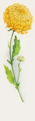 Krysantemum blomst, tegning