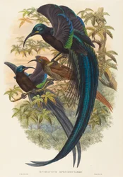 Epimachus speciosus (Sickle-billed Bird of Paradise)