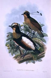 Dronning Carolas sekstrådede paradisfugl (litho i farge)