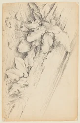 Studie av planter og råtten trestamme, 155th Street