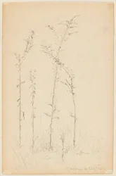 Jahangir, 17th century.    1206396   no       norwegian Successfully Translated  Original: Le Charge d Translat: Le Charge d 1334293 no norwegian Successfully Translated Original: Horse with Head Lowered, 1880searly 1890s. Translat: Keizerskroon, orchidee 