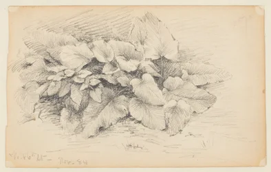 Studie av en plante, West 86th Street