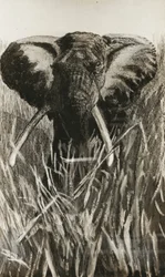 Afrikansk elefant