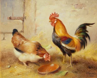 Fôring av kyllinger