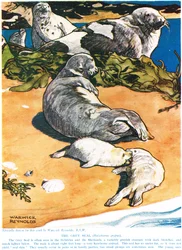 The Grey Seal, illustrasjon fra 
