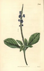 Blå verbena - Jamaica-bastardverbena, Stachytarpheta jamaicensis. Håndkolorert kobberstikk av Weddell fra John Sims#39; Curtis#39;s Botanical Magazine, Couchman, London.