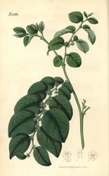 Breynia fruticosa (Breynia fruticosa, Phyllanthus turbinatus). Håndkolorert botanisk gravering av Weddell fra John Sims#39; Curtis#39;s Botanical Magazine, Couchman, London.