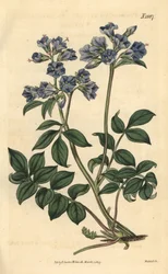 Krypende valeriana - Krypende valeriana, Polemonium reptans. Håndkolorert botanisk gravering av Weddell fra John Sims#39; Curtis#39;s Botanical Magazine, Couchman, London.