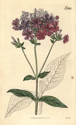 Kryssbladfloks eller lychnidea, Phlox acuminata. Håndkolorert botanisk gravering av Weddell fra John Sims#39; Curtis#39;s Botanical Magazine, Couchman, London.