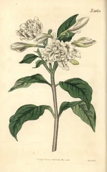 Neros krone - Vindmølleblomst, Tabernaemontana divaricata (Bredbladet roselaurbær, Nerium coronarium). Håndkolorert botanisk gravering av Weddell fra John Sims#39; Curtis#39;s Botanical Magazine, Couchman, London.