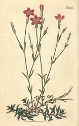 Åkernellik - Åkerrosa, Dianthus campestris. Håndkolorert botanisk gravering av Weddell fra John Sims#39; Curtis#39;s Botanical Magazine, Couchman, London.