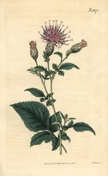 Fembladet sagurt - Klasea quinquefolia (Fembladet sagurt, Serratula quinquefolia). Håndkolorert botanisk gravering av Weddell fra John Sims#39; Curtis#39;s Botanical Magazine, Couchman, London.