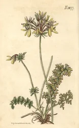 Blomsterhandler Geranium - Gul tranebb med røykblomstrende blomster, Pelargonium rapaceum var. luteum. Håndkolorert botanisk gravering av Weddell fra John Sims#39; Curtis#39;s Botanical Magazine, Couchman, London.