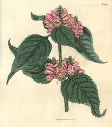 Galane de Lyon - Lyons chelone, Chelone lyonii (Chelone major). Håndkolorert botanisk gravering av Weddell fra John Sims#39; Curtis#39;s Botanical Magazine, Couchman, London.