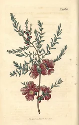 Melaleuch med timianblad - timianbladet melaleuca, Melaleuca thymifolia. Håndkolorert botanisk gravering av Weddell fra John Sims#39; Curtis#39;s Botanical Magazine, Couchman, London.