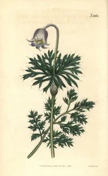 Blekblomstret engkjølpe, Anemone pratensis obsoleta. Håndkolorert botanisk gravering av Weddell fra John Sims#39; Curtis#39;s Botanical Magazine, Couchman, London.