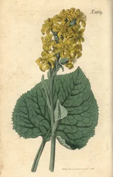 Sibirsk ligular - Ligularia sibirica (Sibirsk cineraria, Cineraria sibirica). Håndkolorert botanisk gravering av Weddell fra John Sims#39; Curtis#39;s Botanical Magazine, Couchman, London.