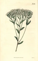 Stevia - Isopbladet stevia, Stevia eupatoria (Stevia hyssopifolia). Håndkolorert botanisk gravering av Weddell fra John Sims#39; Curtis#39;s Botanical Magazine, Couchman, London.