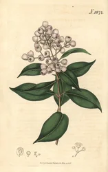 Syzygium smithii (Rundfruktet eugenia, Eugenia elliptica). Håndkolorert botanisk gravering av Weddell fra John Sims#39; Curtis#39;s Botanical Magazine, Couchman, London.