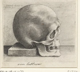 Anatomisk studie av en hodeskalle